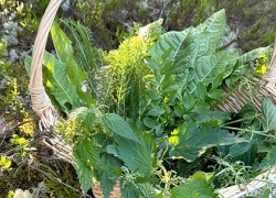 Torju flunssaa kasvien voimalla