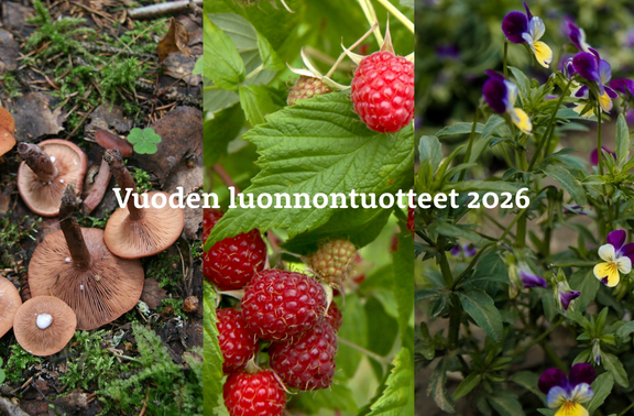 Vadelma Sikurirousku Ja Keto orvokki Valittiin Vuoden 2026 
