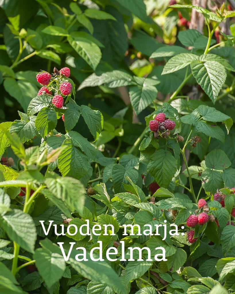 Vadelma Sikurirousku Ja Keto orvokki Valittiin Vuoden 2026 